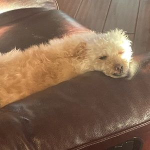 Meet your Posher, Gabby